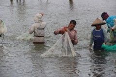 SUASANA PANEN UDANG VANAME DI TAMBAK BANDENGAN KENDAL