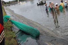SUASANA PANEN UDANG VANAME DI TAMBAK BANDENGAN KENDAL
