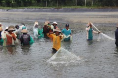 SUASANA PANEN UDANG VANAME DI TAMBAK BANDENGAN KENDAL