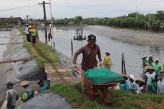 SUASANA PANEN UDANG VANAME DI TAMBAK BANDENGAN KENDAL
