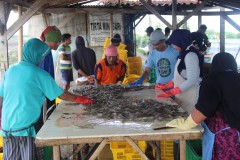 SUASANA PANEN UDANG VANAME DI TAMBAK BANDENGAN KENDAL