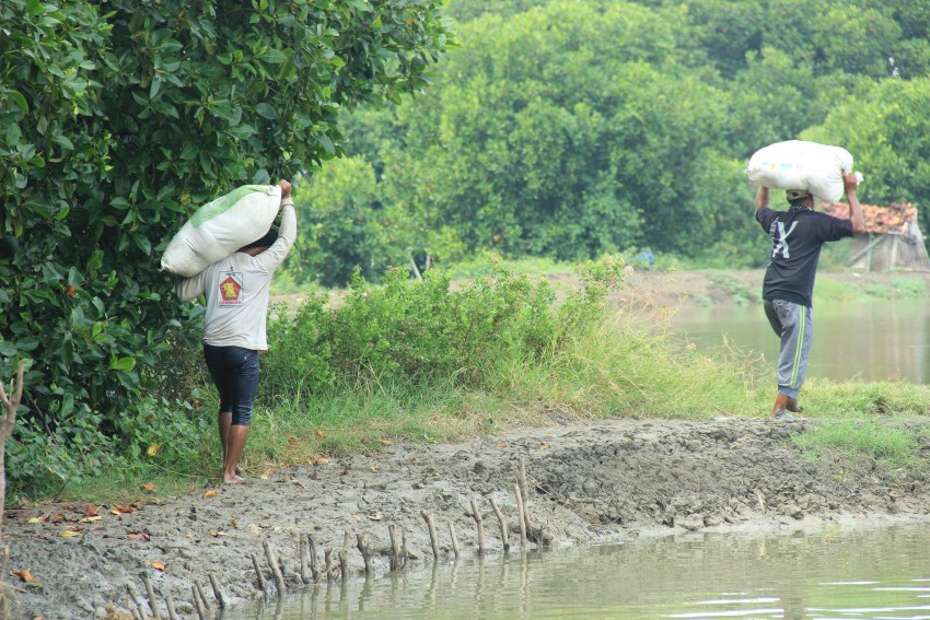 TEBAR BENIH BANDENG DI TAMBAK WILAYAH KALIBIRU