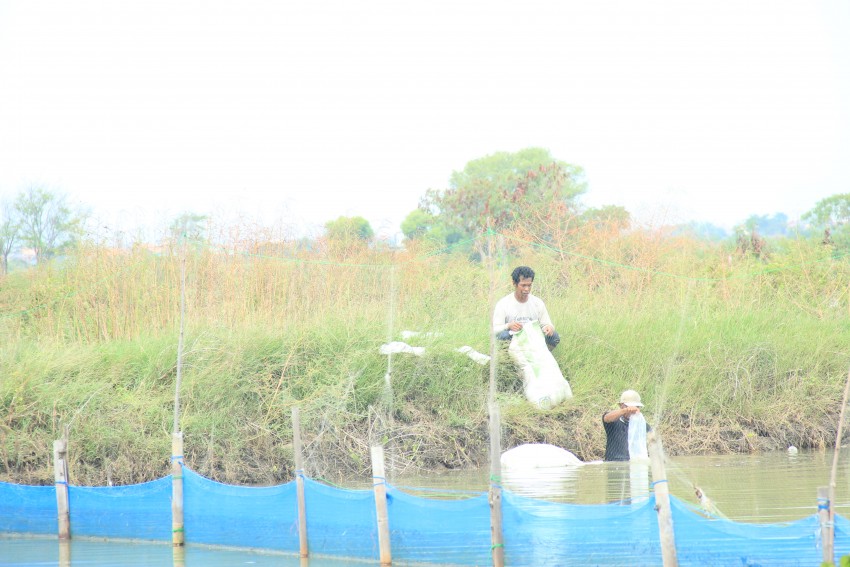 TEBAR BENIH BANDENG DI TAMBAK WILAYAH KALIBIRU