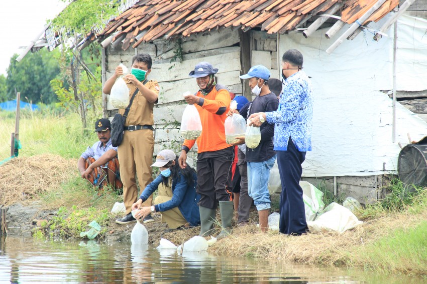 TEBAR BENIH BANDENG DI TAMBAK WILAYAH KALIBIRU