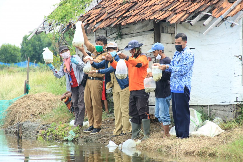 TEBAR BENIH BANDENG DI TAMBAK WILAYAH KALIBIRU
