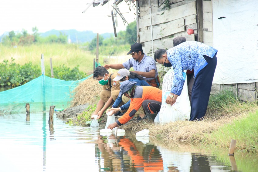 TEBAR BENIH BANDENG DI TAMBAK WILAYAH KALIBIRU