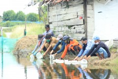 TEBAR BENIH BANDENG DI TAMBAK WILAYAH KALIBIRU