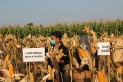 MENTERI PERTANIAN RI PANEN JAGUNG DI DESA PUCANGREJO KECAMATAN GEMUH