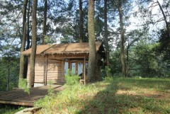 Baon Hutan Pinus Menyuguhkan Ketenangan dan Jauh Dari Polusi