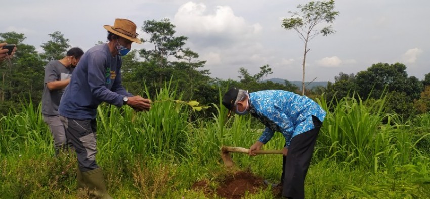 Penanaman 10.500 Bibit Pohon dalam Rangka HMPI