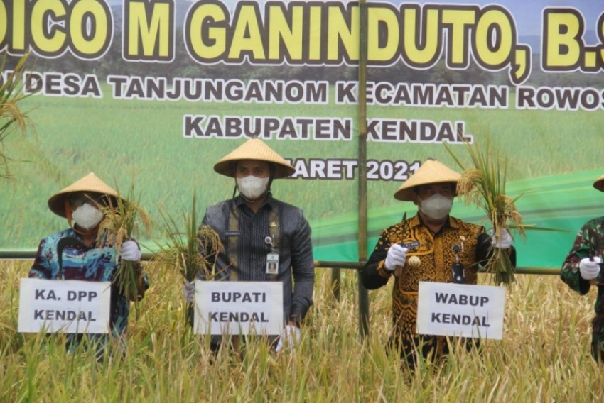 Dico M. Ganinduto Sebut Kualitas Padi Kendal Tidak Kalah dengan Daerah Lain