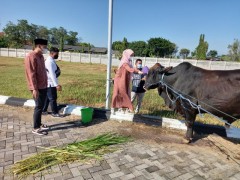 Idul Adha, Bupati Kendal dan Istri Siapkan 20 Sapi untuk Masyarakat Kendal