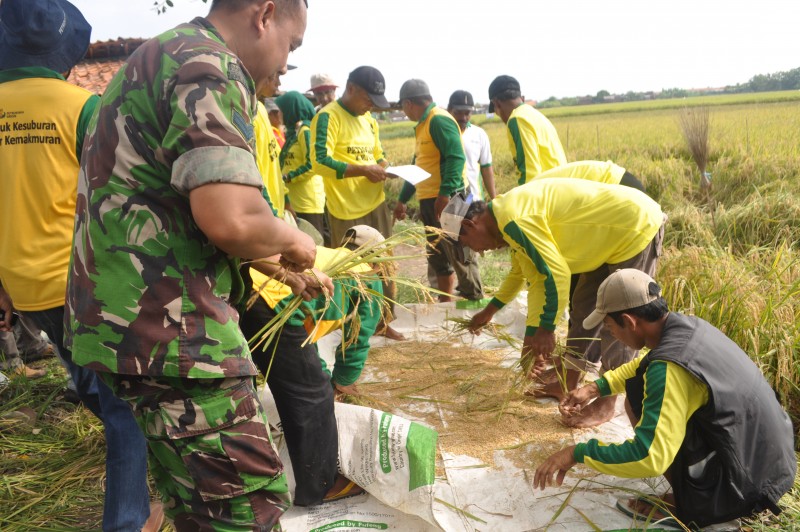 TERAPKAN PEMUPUKAN BERIMBANG HASIL PANEN MENINGKAT SIGNIFIKAN