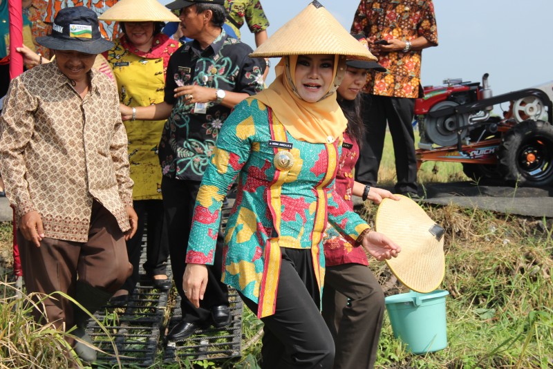BUPATI MIRNA PANEN RAYA PADI DI BUGANGIN