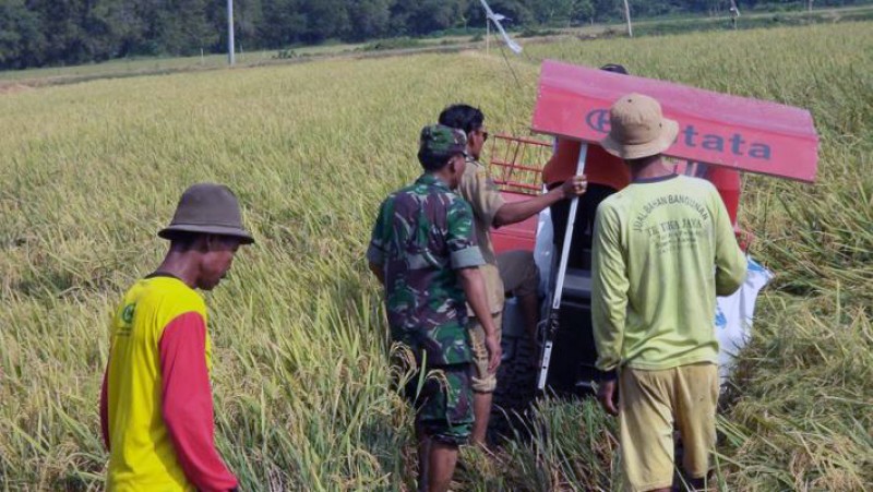 PETANI BRANGSONG PAKAI COMBINE HARVES