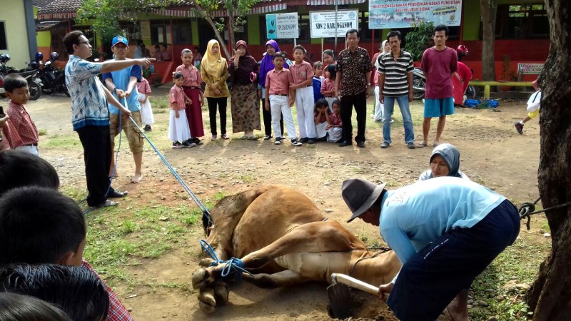 SISWA DAN GURU SDN 2 KARANGANOM BERKURBAN SAPI