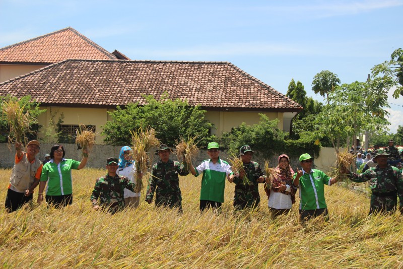 DANDIM 0715 KENDAL LAKUKAN PANEN RAYA