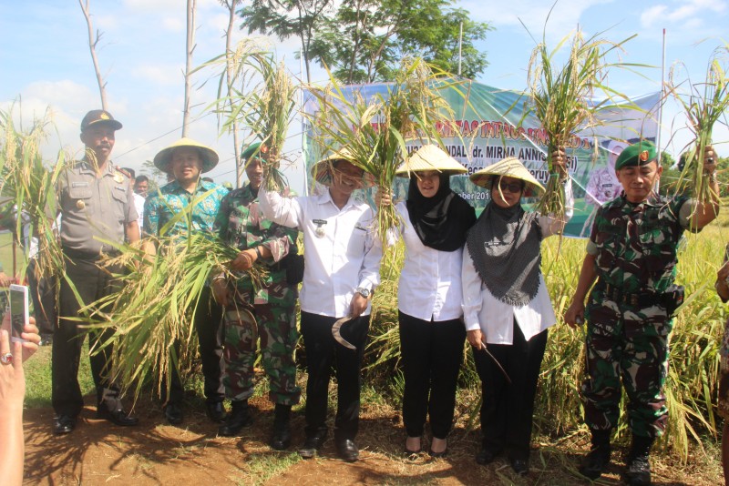 DESA SUROKONTO WETAN PANEN RAYA PADI VARIETAS INPAGO UNSOED 1