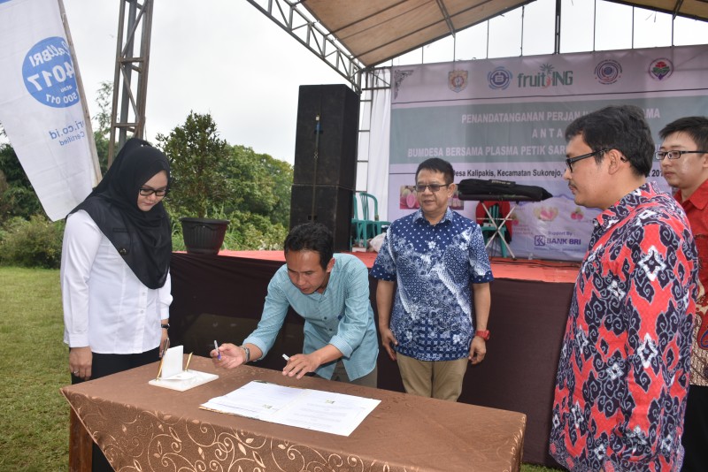JAMBU GETAS MERAH KENDAL NAIK KELAS