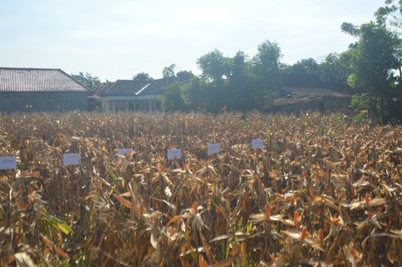 PRODUKSI JAGUNG DI KENDAL ALAMI SURPLUS