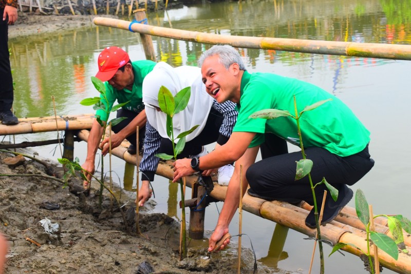 BAKTI LINGKUNGAN DI KENDAL, GANJAR TANAM MANGROVE DAN CEMARA LAUT