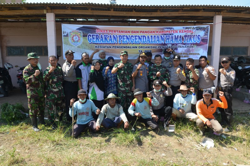 TINGKATKAN HASIL PERTANIAN PETANI DS REJOSARI RAMAI-RAMAI GROPYOKAN TIKUS