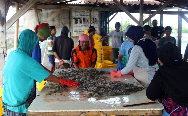 AGUS, PEMBUDIDAYA UDANG VANAME DI KENDAL RAUP KEUNTUNGAN RATUSAN JUTA
