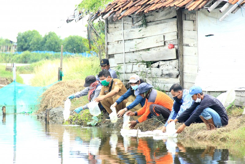 DKP JATENG DAN DKP KENDAL DISTRIBUSIKAN BANTUAN BIBIT IKAN