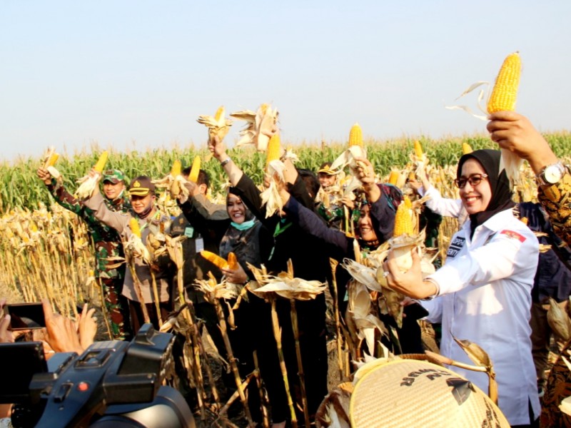 MENTERI PERTANIAN BERSAMA BUPATI KENDAL MEMANEN JAGUNG