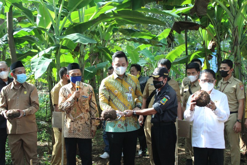 Bupati Kendal : Kendal Berpotensi Menjadi Daerah Pengekspor Chip Porang