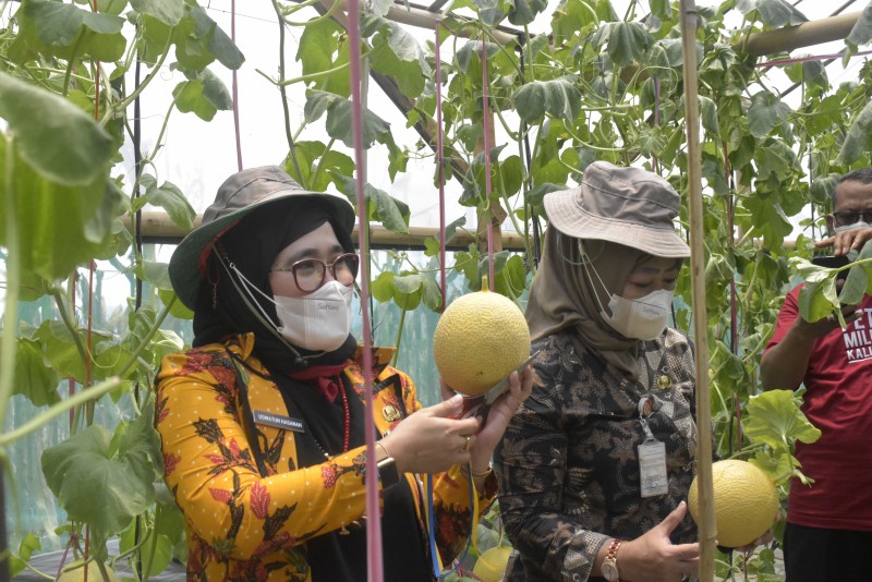 SMKN 6 Kendal Bangun Desa Lakukan Panen Perdana Melon Venus