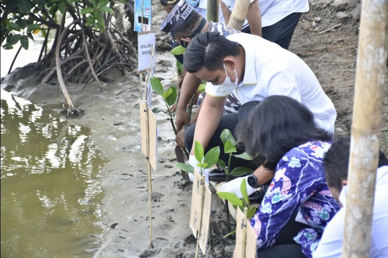 Penanaman Mangrove di Desa Wonosari, Bupati Minta Harus Dirawat Dengan Baik