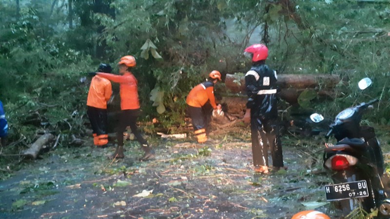 BPBD Kendal Bergerak Cepat Tangani Pohon Tumbang di Jalan Kaliwungu-Boja