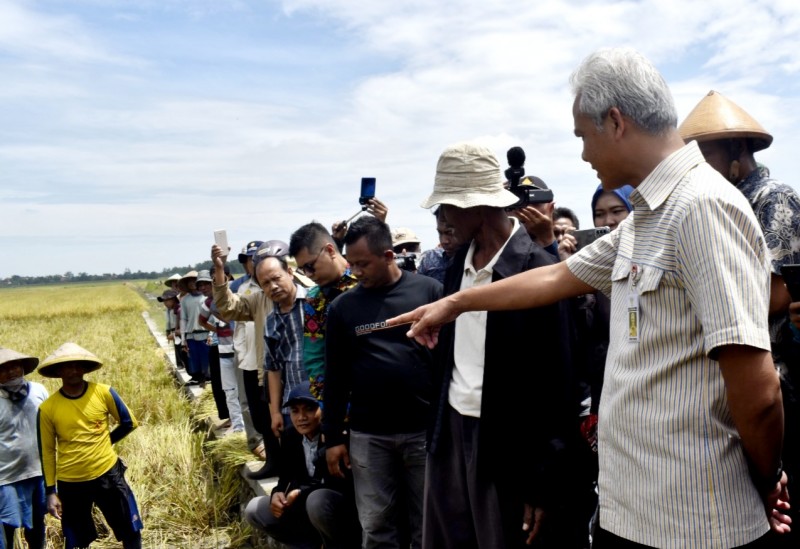 Ganjar Pranowo Sebut Panen Padi di Kendal Sukses