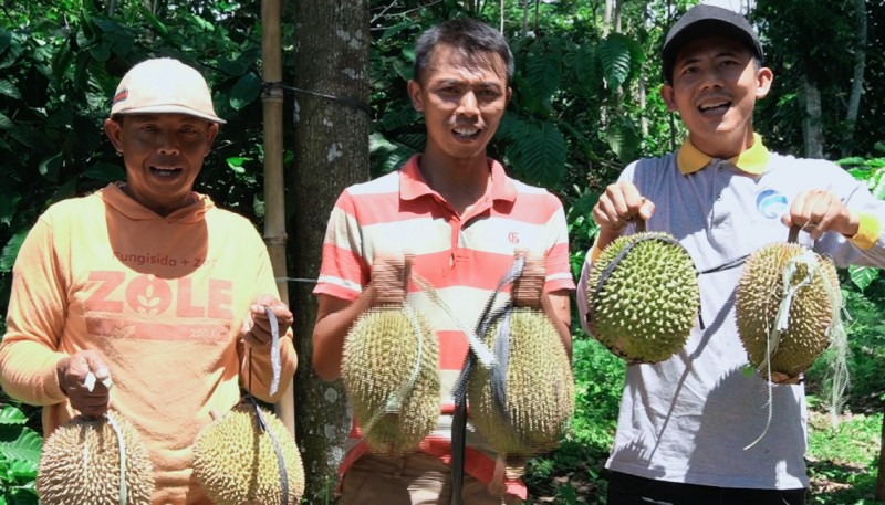 Petani Desa Trayu Panen Buah Durian