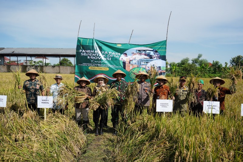 Panen Raya di 14 Provinsi, Penyerapan Gabah di Kendal Lampaui Target
