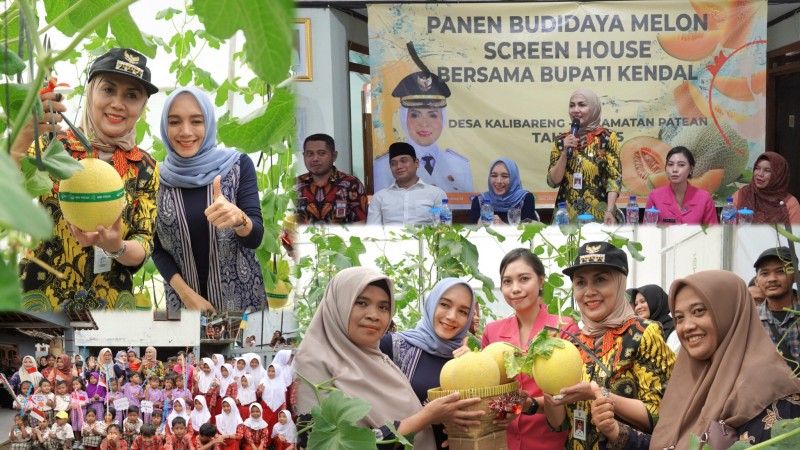 Bupati Kendal Meninjau Panen Melon di Kalibareng dengan Pengolaan Teknologi