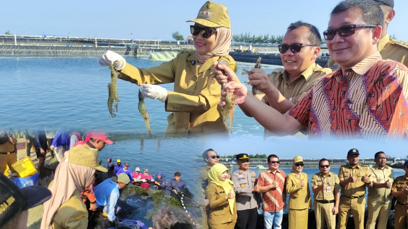 Bupati Kendal Tinjau Langsung Panen Udang di Tambak Desa Sendang Sikucing