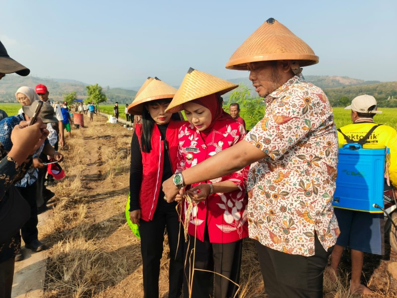 Bupati Kendal Tinjau Lahan Padi Terdampak Serangan Jamur di Desa Sidomukti