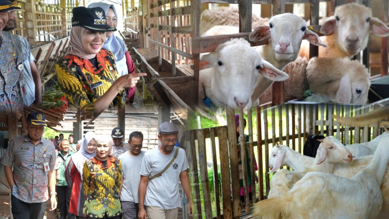Bupati Kendal Monitoring Kesiapan Peternak Kambing Jelang Idul Adha