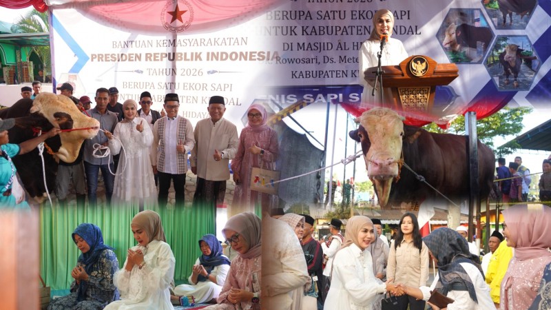 Bupati Kendal Serahkan Sapi Kurban Bantuan Presiden RI Berbobot 1,1 Ton