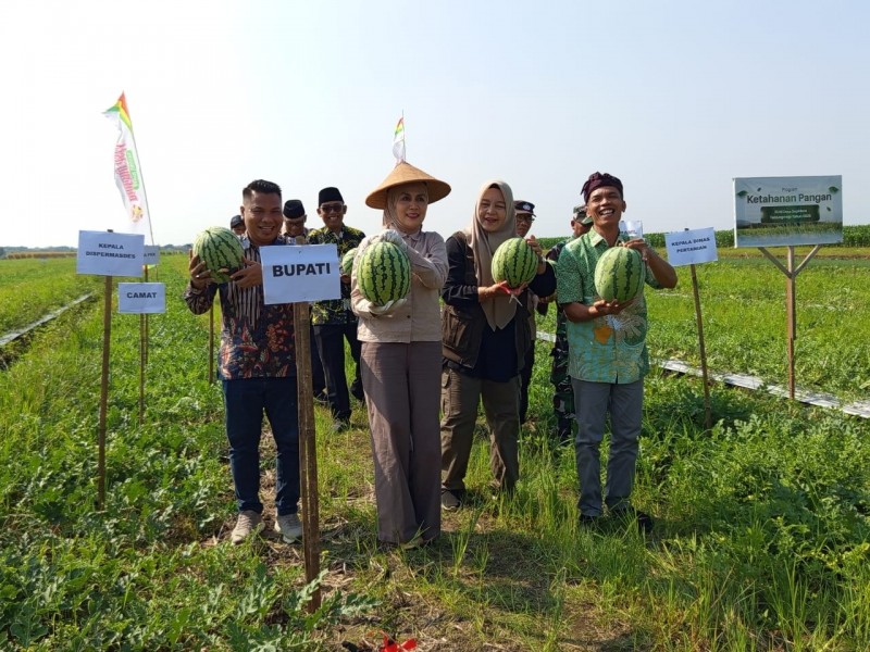 Bupati Kendal Hadiri Panen Semangka Program Ketahanan Pangan Tanjungmojo